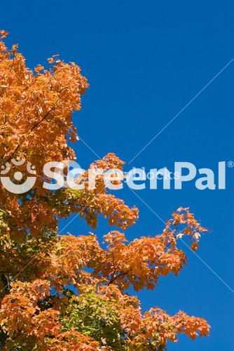 Fall Foliage